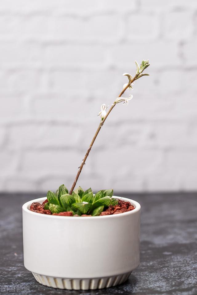 有一种“天真”叫多肉弱苗开花，美丽是暂时的，伤害是巨大的