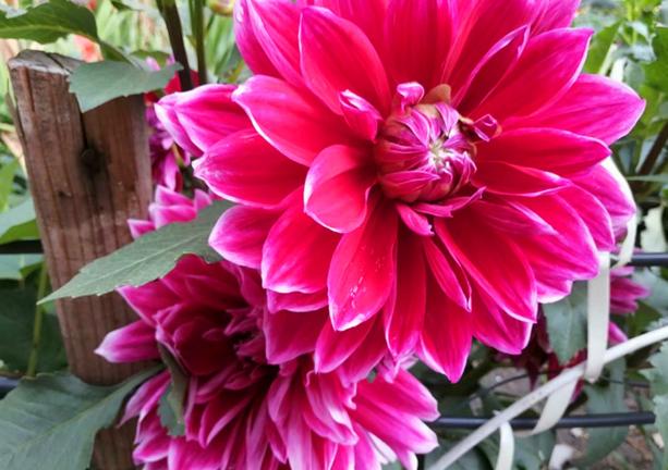 入冬后，院子里栽种的大丽花，这么整治一番，来年才能顺利开花