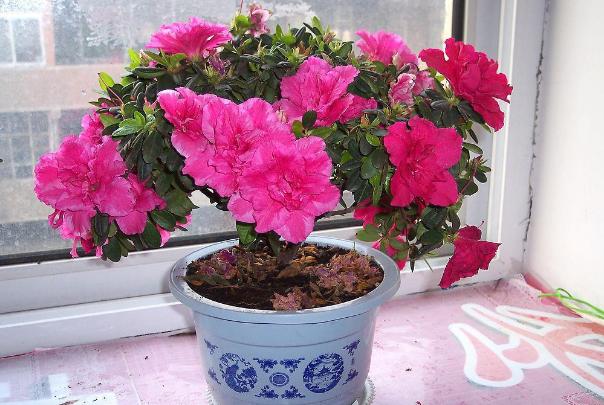 养杜鹃花，注意此3点，不掉一片叶，花朵颜色鲜艳