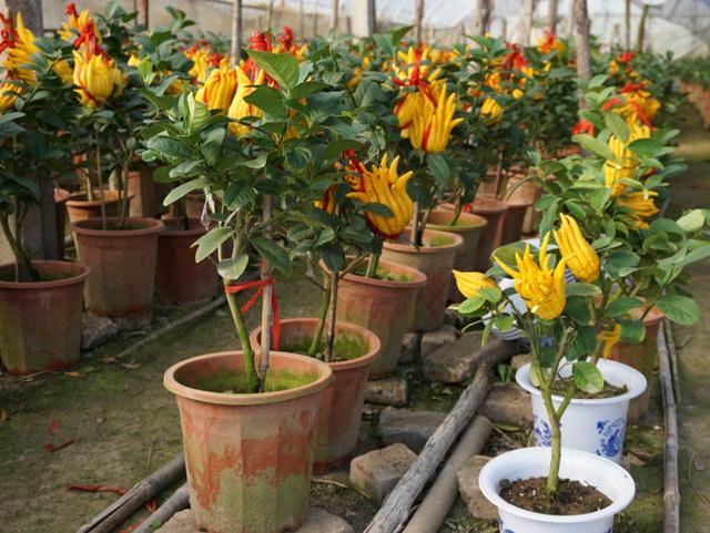 能开花也能结果，3种花养在家里，真不赖