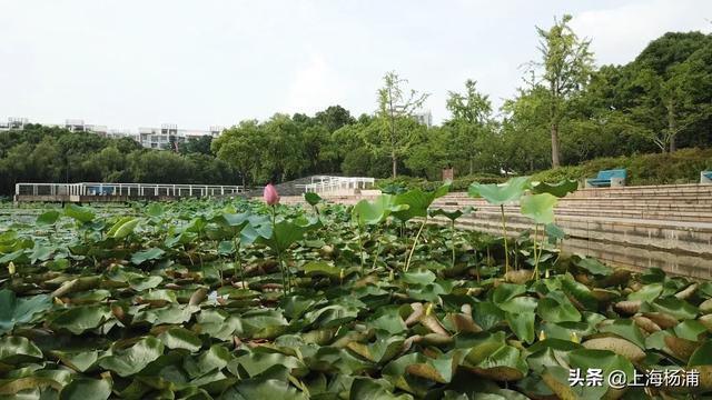 天空中的棉花糖▲万万没想到,杨浦竟然藏着个赏荷花的“宝地”!