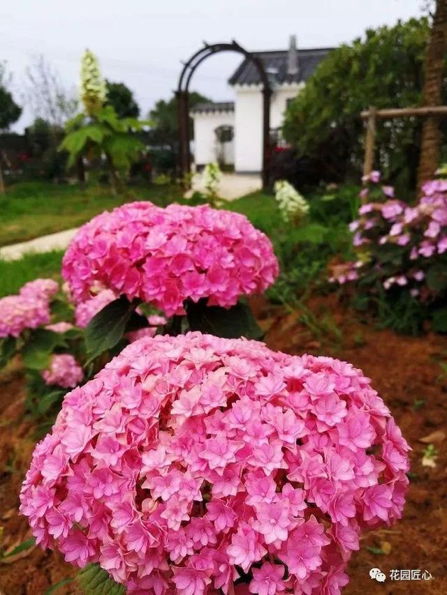 佳语姐的6月花事