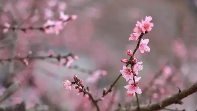 趣旅游■中国绿都 最氧三明 | 掬一捧春色,赏建宁桃红梨白……