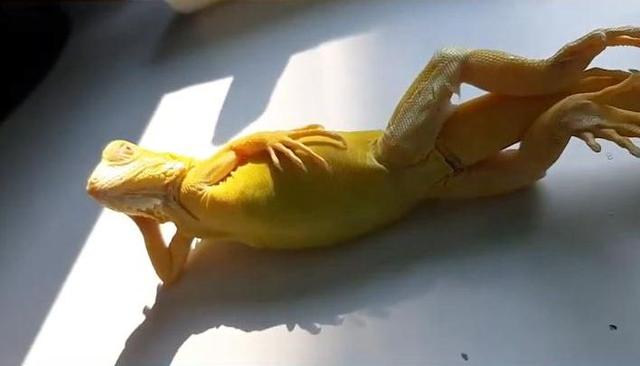 泰国一网友拍到宠物蜥蜴摆成模特造型晒日光浴
