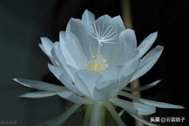 刹那间的美丽，瞬间的永恒