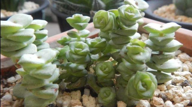 多肉钱串怎么养，才能长满花盆，株型更美观