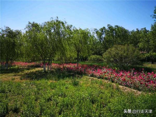 天津西青郊野公园门票