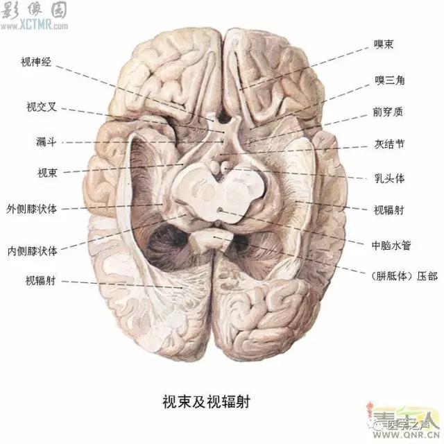 WoW，最全神经系统解剖图来了