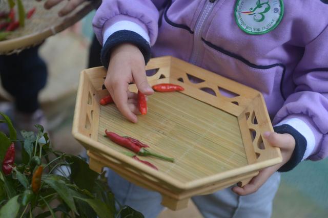 幼儿园|小手呵护青青苗，幼儿乐享“种植园”