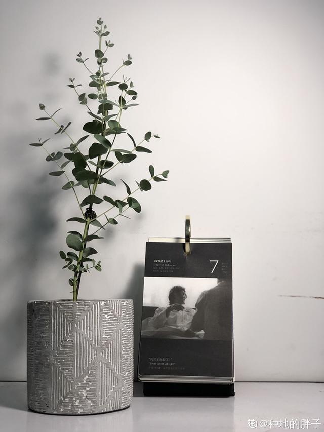 15种镇宅花，家里摆一盆，镇宅旺运超霸气