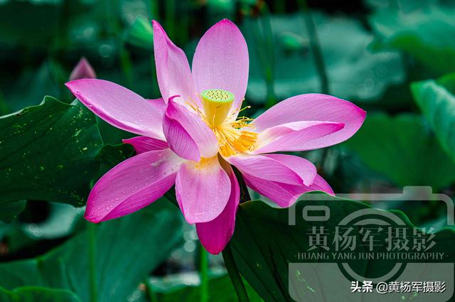 饮了晚风■荷花盛开的夏天,绿叶中娇美的花朵很漂亮