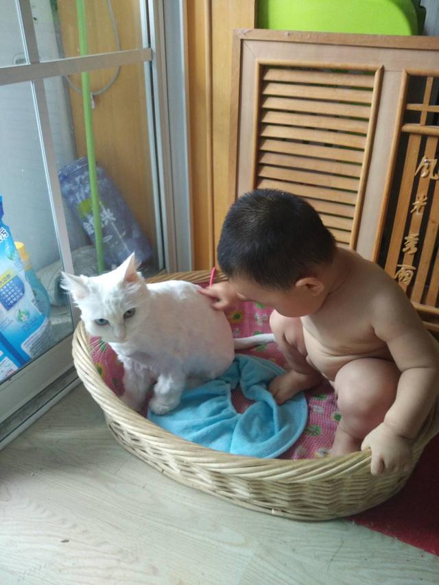 「超级宝妈」怀孕了，宠物要怎么处理