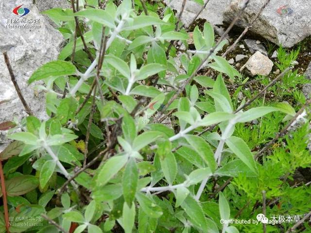 密蒙花，见过吗？专治眼病