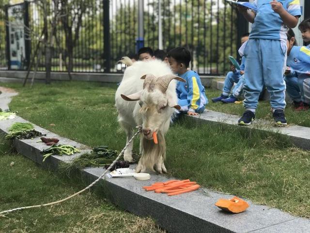 『超级宝妈』杭州一家幼儿园里的“萌宠”难产去世，瞒着小朋友？再找一只？还是说实情？老师纠结了……