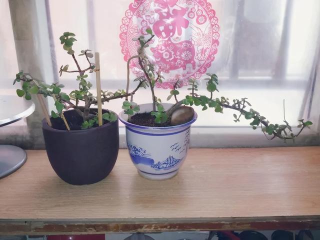 11月，千万别买这种花，养不活惹一肚子气