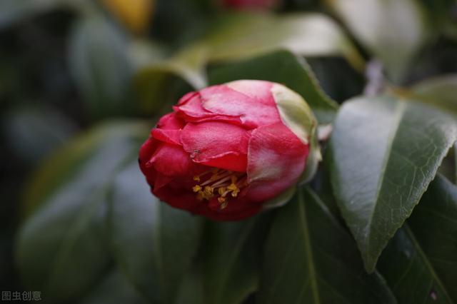 茶花是个“慢性子”，顺着性子养，结果很满意