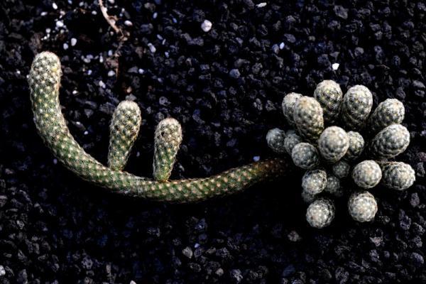 植物|上海：多肉植物的韵律之美