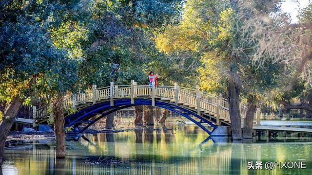 「旅行百事通」远古胡杨沧桑千年，邂逅大漠胡杨，遇见人间秘境