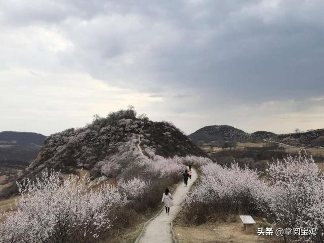 「玩乐足迹」春天里的凤翔