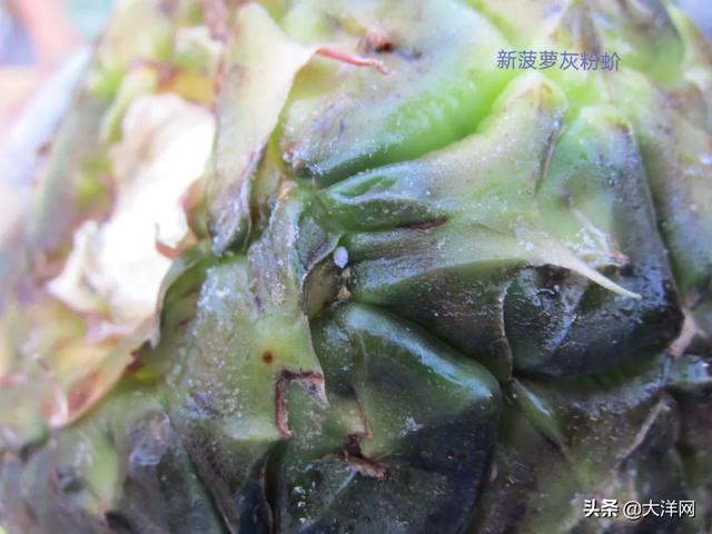 台湾不承认菠萝害虫?国台办亮出证据
