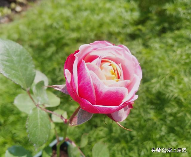 花开成串的小包子月季，首选浪漫三宝和她们的姐妹