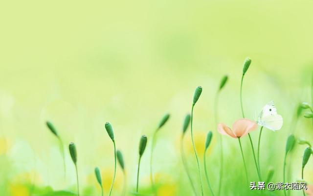 漫看烟雨静守花开