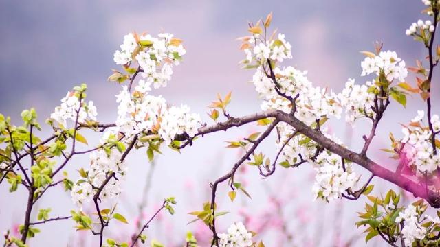 「旅行柚子君」天上云海！地上花海！这些冒着仙气的地方，竟藏了中国最美风景