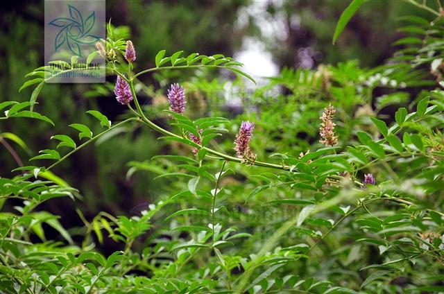 神农本草图经，薯蓣 菊花 甘草 人参 石斛 石龙芮