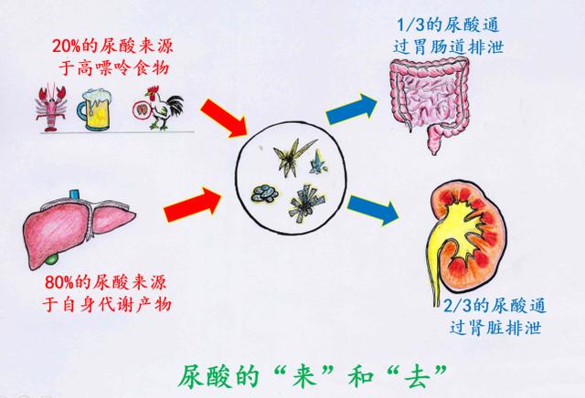 高尿酸和痛风，你想知道的都在这里。