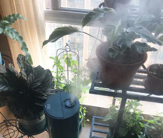 11月，千万别买这种花，养不活惹一肚子气