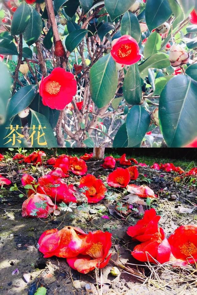 你的育儿经：最美四月天 海安市长江路幼儿园在等你