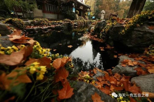 寒花已开尽～菊蕊独盈枝：趵突泉的菊花，冬雨中不畏严寒傲视寒霜