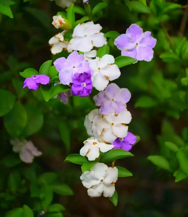 一朵茉莉开两色花，花香浓郁颜值高，名叫鸳鸯茉莉