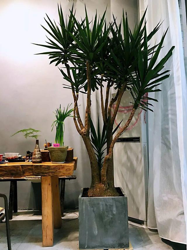 15种镇宅花，家里摆一盆，镇宅旺运超霸气