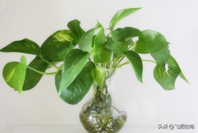 四种花一年四季能插扦，生根很容易，掌握方法才是重点