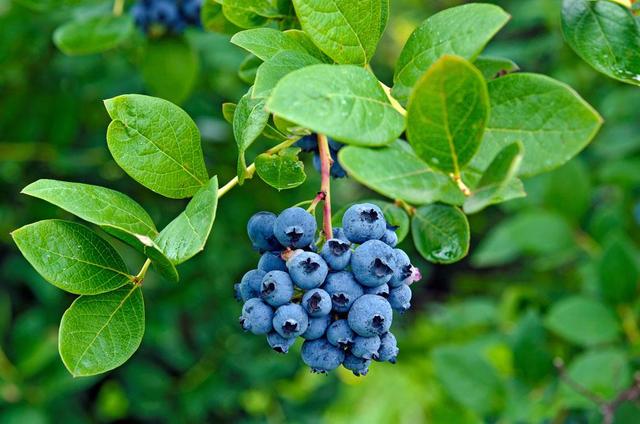 想要蓝莓明年开花结果多，入冬后要做好这几件事，来年挂果更多