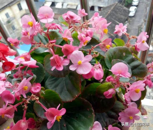 家养3种花，让它们“交接班”，一年开花365天，阳台变花海
