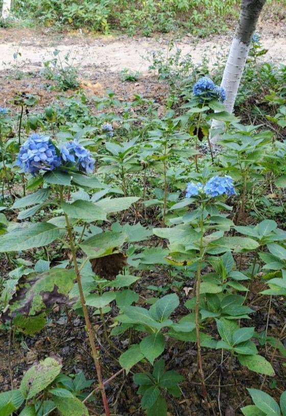 “冰天雪地”养绣球，冻一冻，“虐一虐”？来年花球多一倍