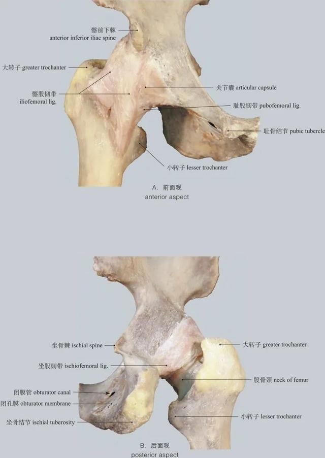 高清图谱 :运动系统：骨连结