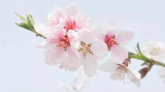 槐花|这3种花能入药！春天吃它活血美颜、清肝泻火，错过又要等一年