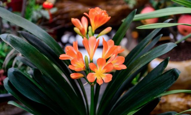 养君子兰、长寿花，盆里撒点“万能肥”，新芽猛长，呼呼开花