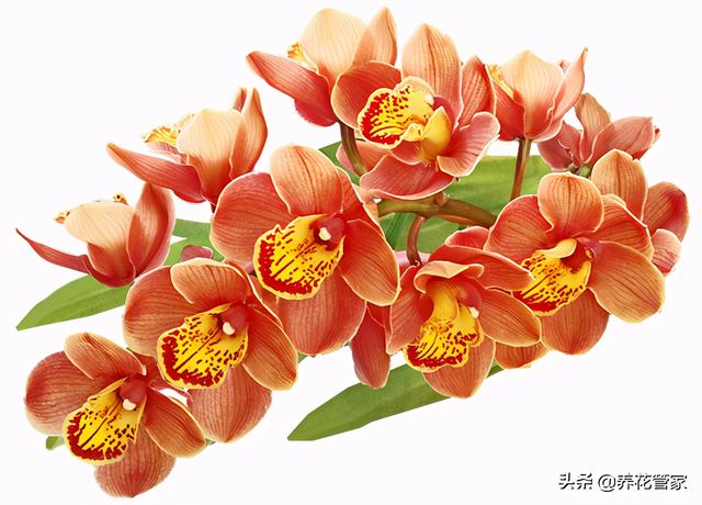 这5种花，冬天养一盆，天寒地冻照样开花