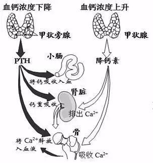 骨质增生|辟谣：有骨质增生就不用补钙了？医生：得了骨质增生反而更应该补