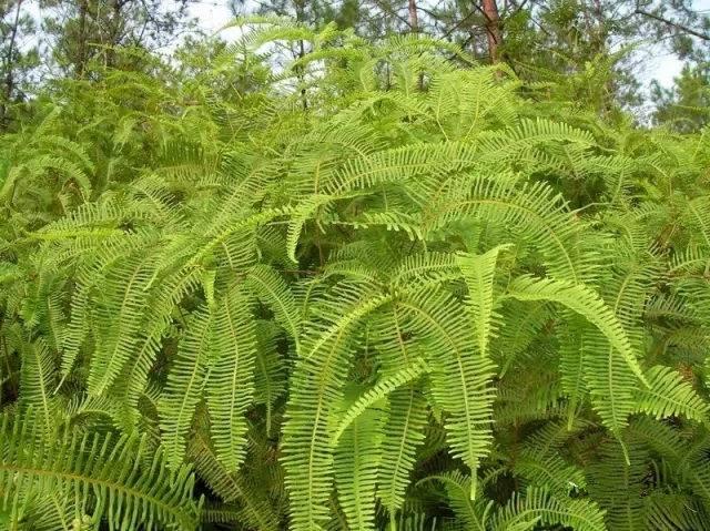 稻草|“割鲁基”，多少客家人的回忆