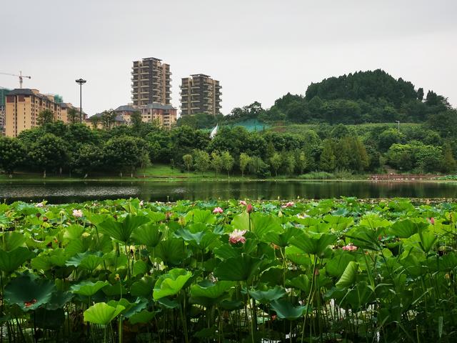 乐至县南湖公园美景,原创摄影.