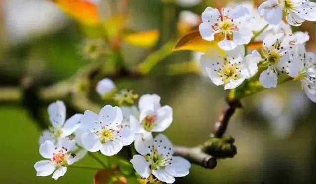 趣旅游■中国绿都 最氧三明 | 掬一捧春色,赏建宁桃红梨白……