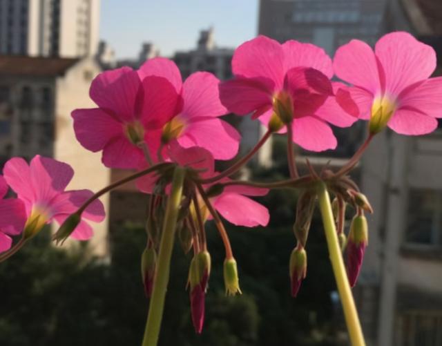 11月，这“几种花”要多晒太阳，叶子更繁茂，花朵更密集