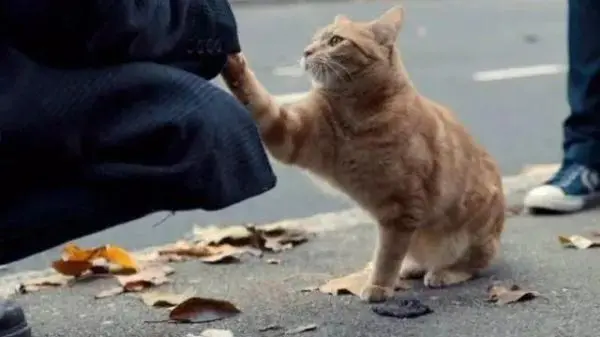 沪上小区流浪猫泛滥 对这些毛孩子，该护还是该抓？