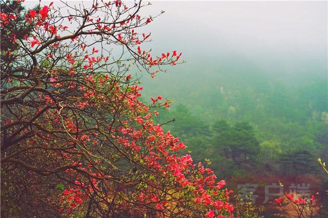 「全国党媒信息公共平台」金视界 | 商城县：女人寨上杜鹃红