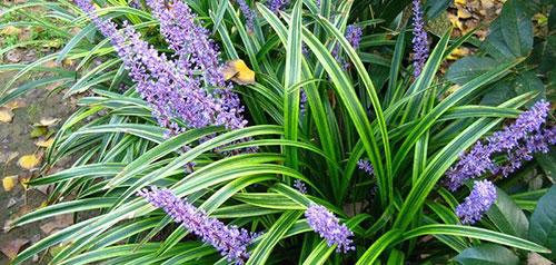 神农本草图经 | 柏实 菌桂 牡桂 天门冬 麦门冬